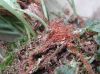 image of Elaphoglossum correae