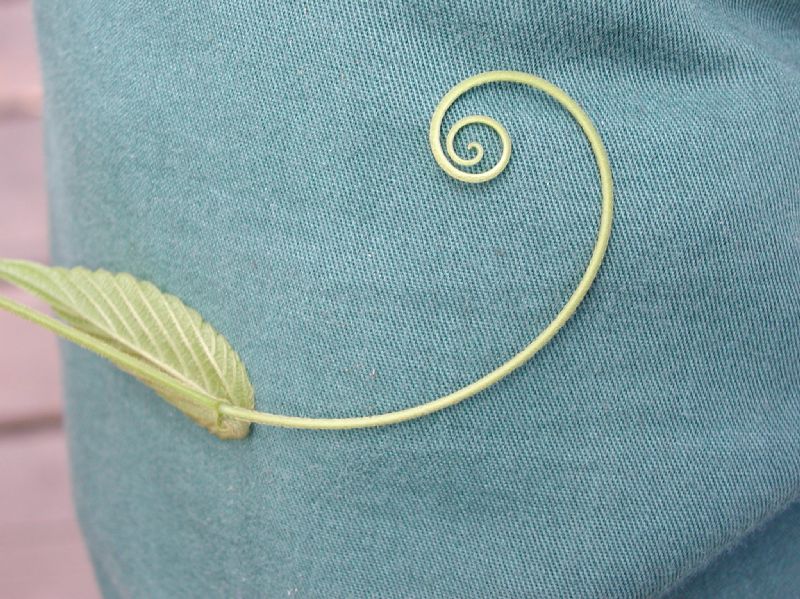 Rhamnaceae Gouania lupuloides