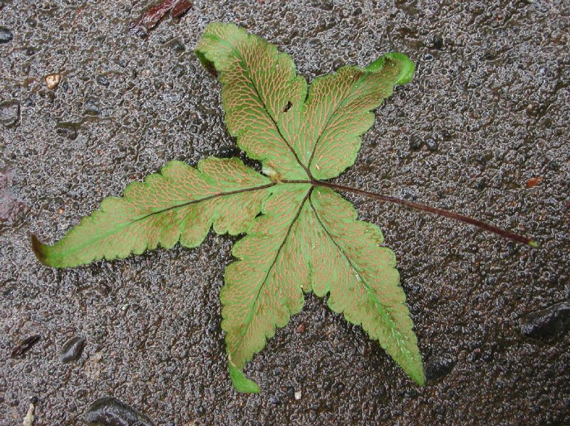 Pteridaceae Hemionitis palmata