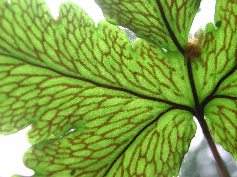 Pteridaceae Hemionitis palmata