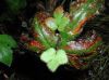 image of Hemionitis palmata
