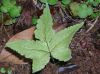 image of Hemionitis palmata