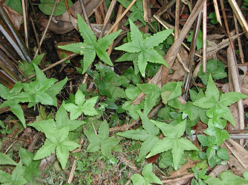 Pteridaceae Hemionitis palmata