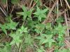 image of Hemionitis palmata