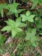 image of Hemionitis palmata