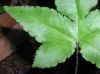 image of Hemionitis palmata