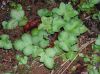 image of Hemionitis palmata