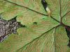 image of Hemionitis palmata