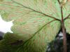 image of Hemionitis palmata