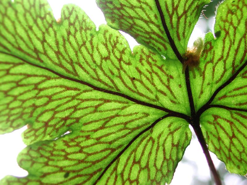 Pteridaceae Hemionitis palmata