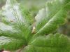 image of Hemionitis palmata