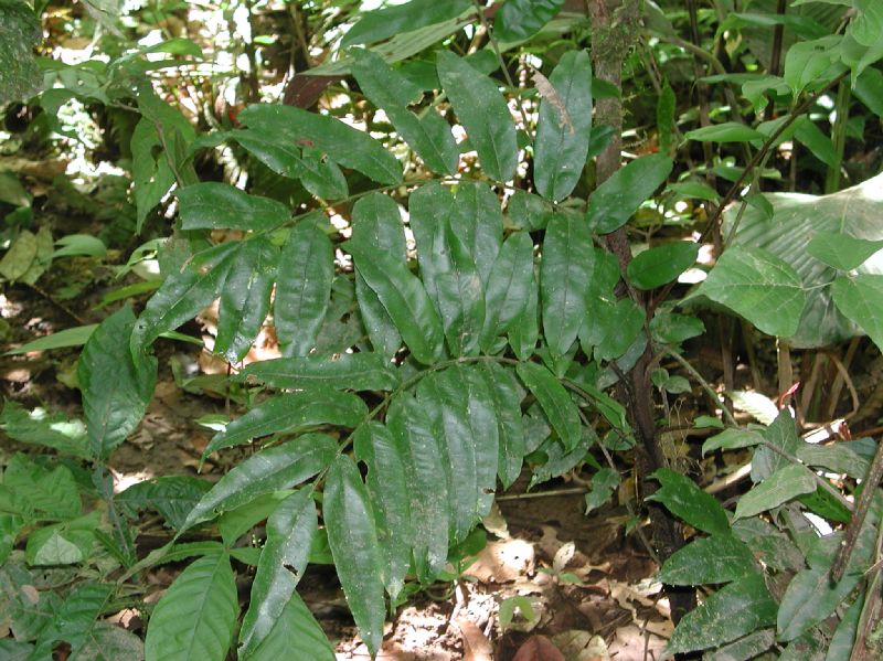 Lomariopsidaceae Lomariopsis japurensis
