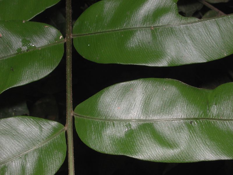 Lomariopsidaceae Lomariopsis japurensis
