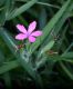 image of Dianthus ameria