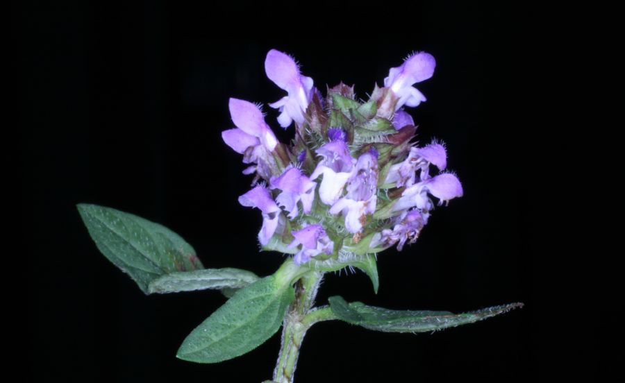 Lamiaceae Prunella vulgaris