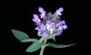 image of Prunella vulgaris