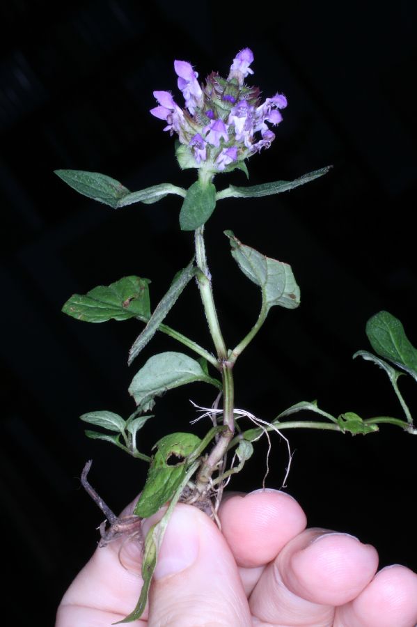 Lamiaceae Prunella vulgaris