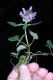 image of Prunella vulgaris