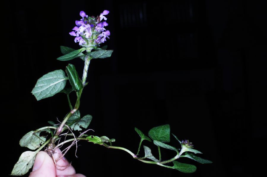 Lamiaceae Prunella vulgaris