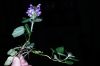 image of Prunella vulgaris