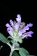 image of Prunella vulgaris