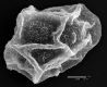 image of Elaphoglossum dendricola