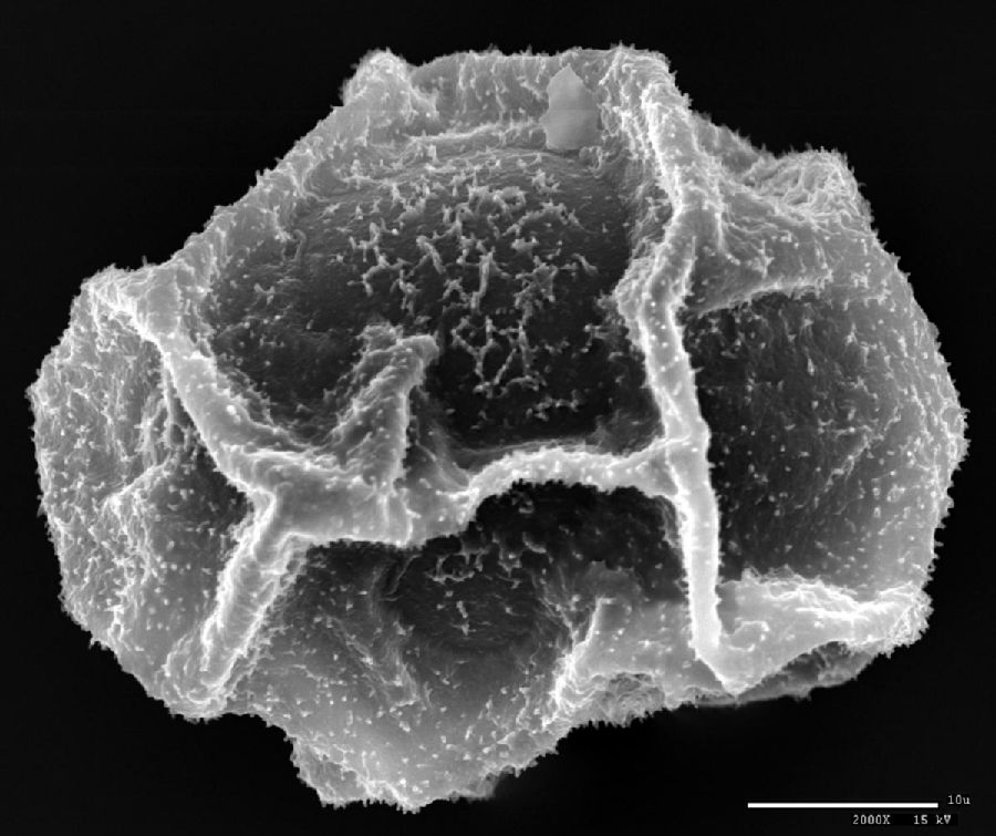 Dryopteridaceae Elaphoglossum dendricola