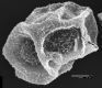 image of Elaphoglossum dendricola