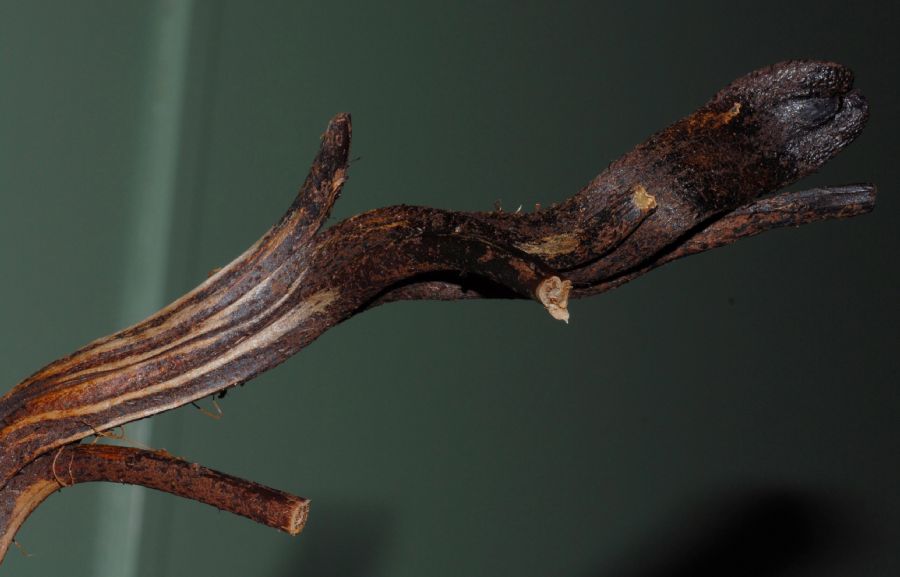 Lomariopsidaceae Lomariopsis japurensis