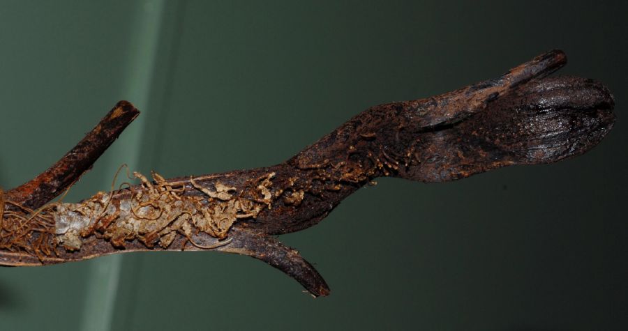 Lomariopsidaceae Lomariopsis japurensis