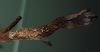 image of Lomariopsis japurensis