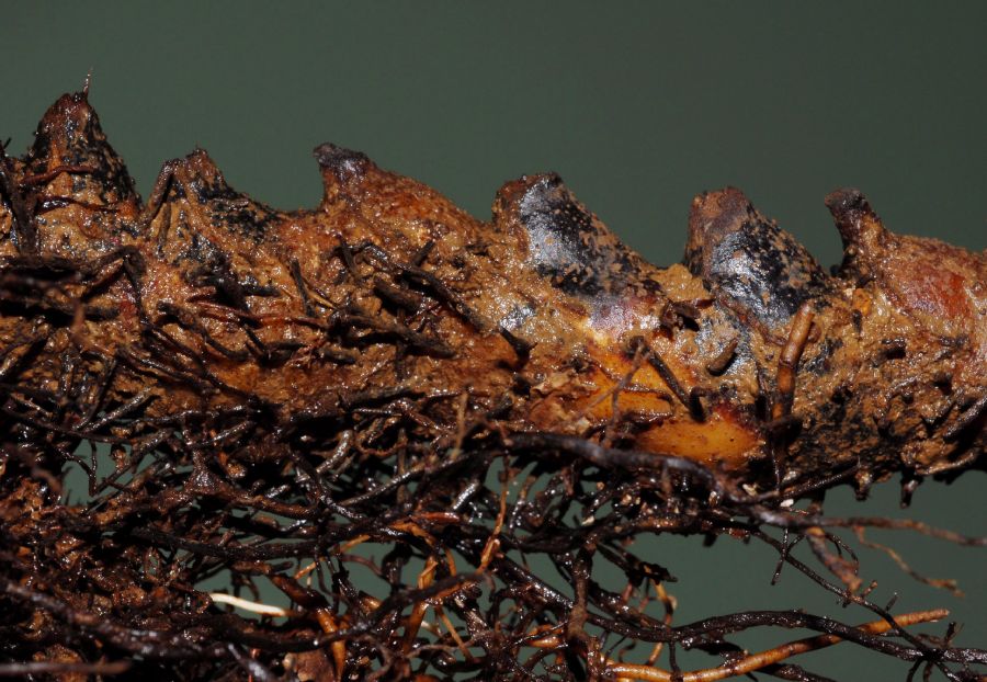 Lomariopsidaceae Bolbitis portoricensis