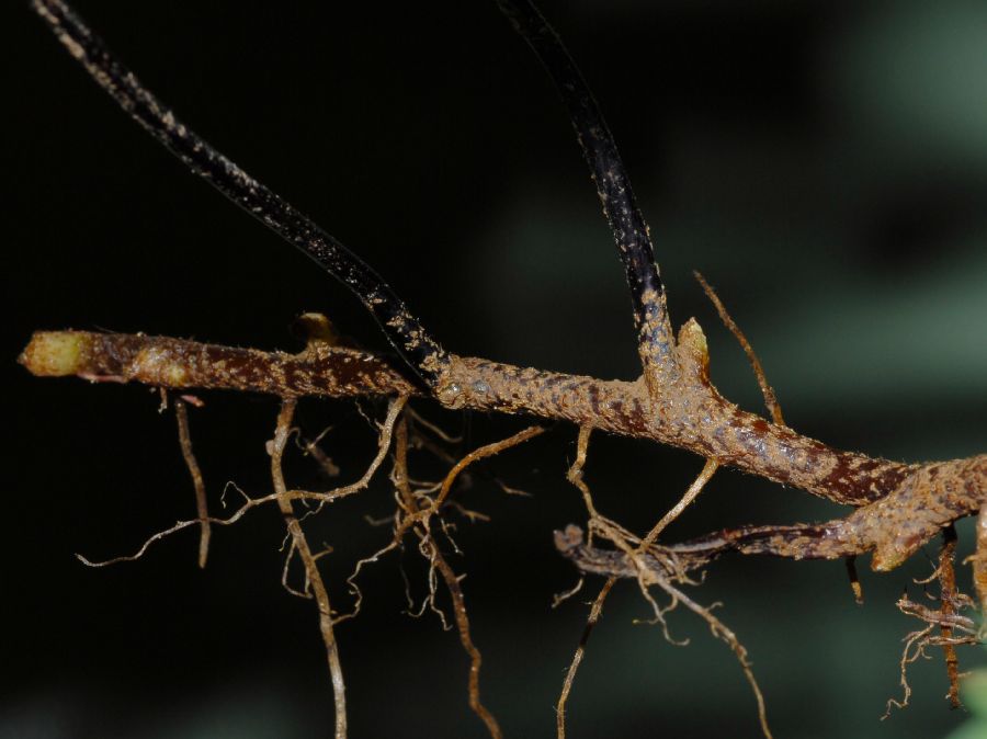 Pteridaceae Adiantum latifolium