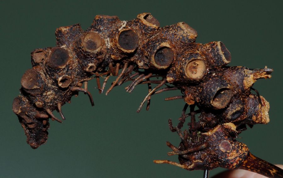 Polypodiaceae Pecluma pectinata