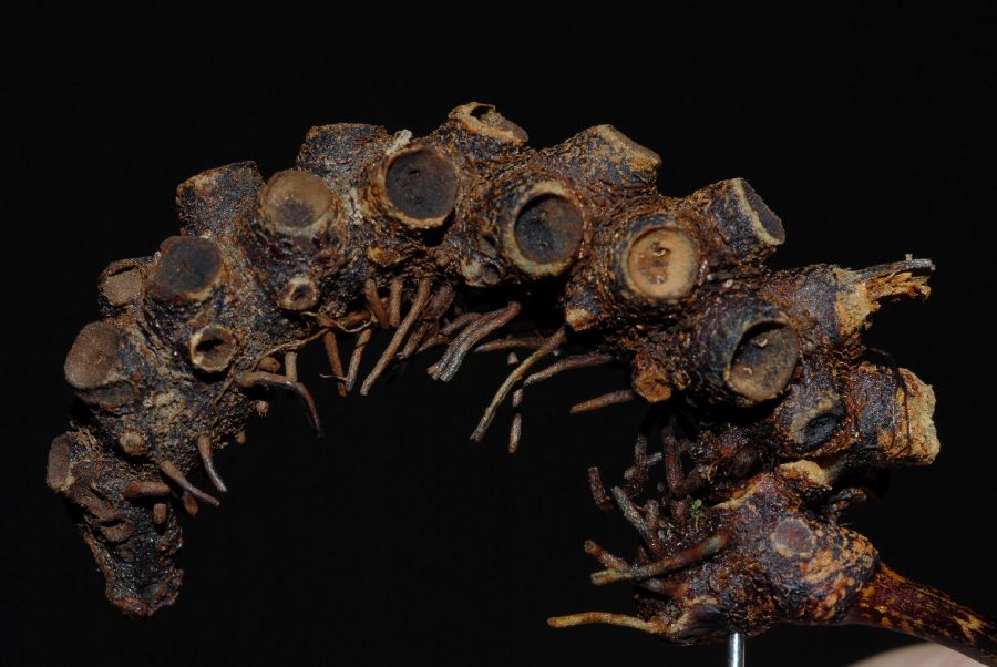 Polypodiaceae Pecluma pectinata