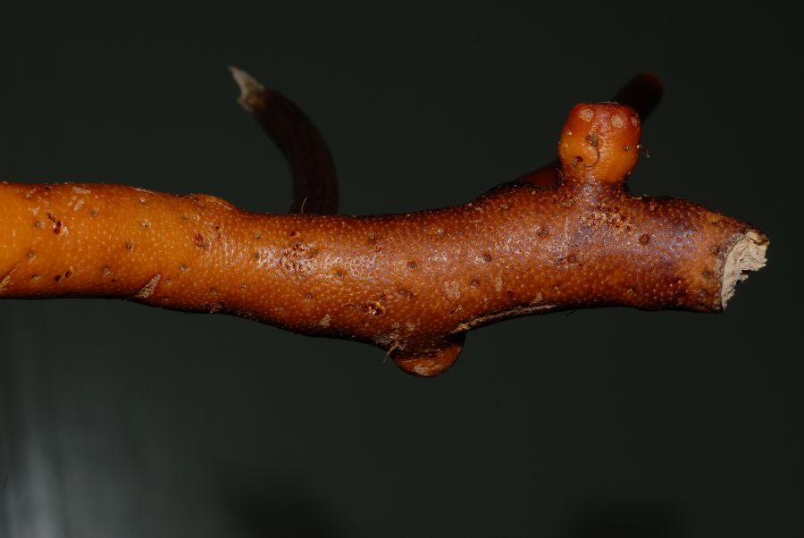 Polypodiaceae Phlebodium pseudoaureum
