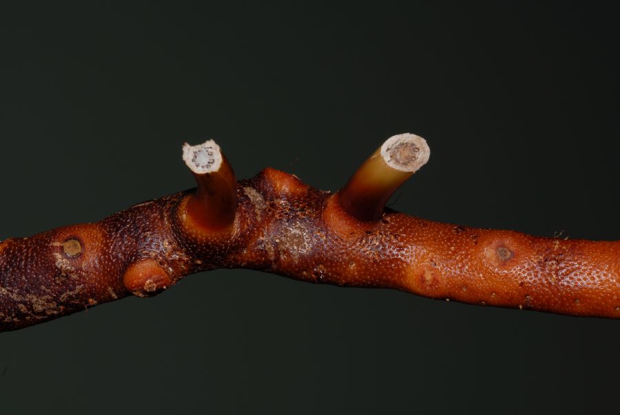 Polypodiaceae Phlebodium pseudoaureum