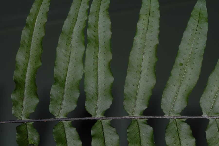 Polypodiaceae Pecluma dulcis