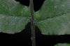 image of Pecluma dulcis