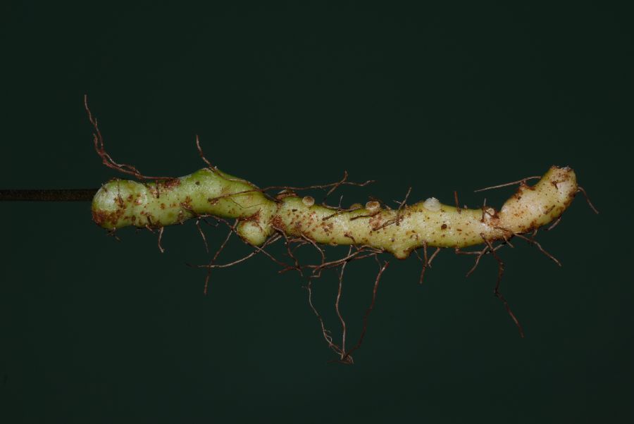Polypodiaceae Pecluma dulcis