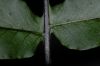 image of Pecluma dulcis