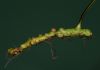 image of Pecluma dulcis