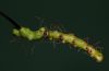 image of Pecluma dulcis