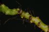 image of Pecluma dulcis