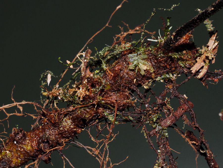Polypodiaceae Pecluma dulcis
