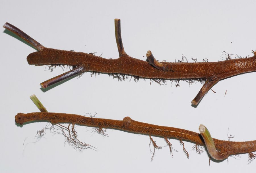 Dryopteridaceae Polybotrya caudata