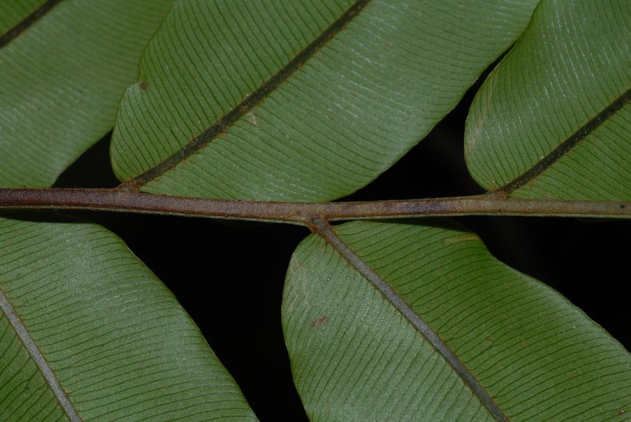Lomariopsidaceae Lomariopsis japurensis