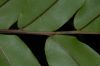image of Lomariopsis japurensis