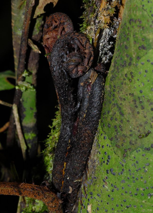 Lomariopsidaceae Lomariopsis japurensis