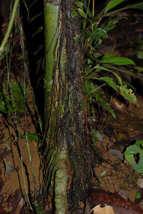 Lomariopsidaceae Lomariopsis japurensis